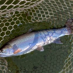 足で稼げ！ 大安トラウトレイク